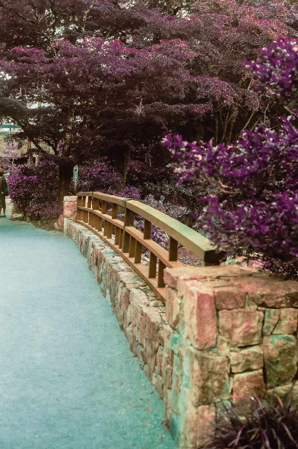 A curved wooden bridge with stone walls surrounded by vibrant purple flowering trees in a serene Japanese garden.
