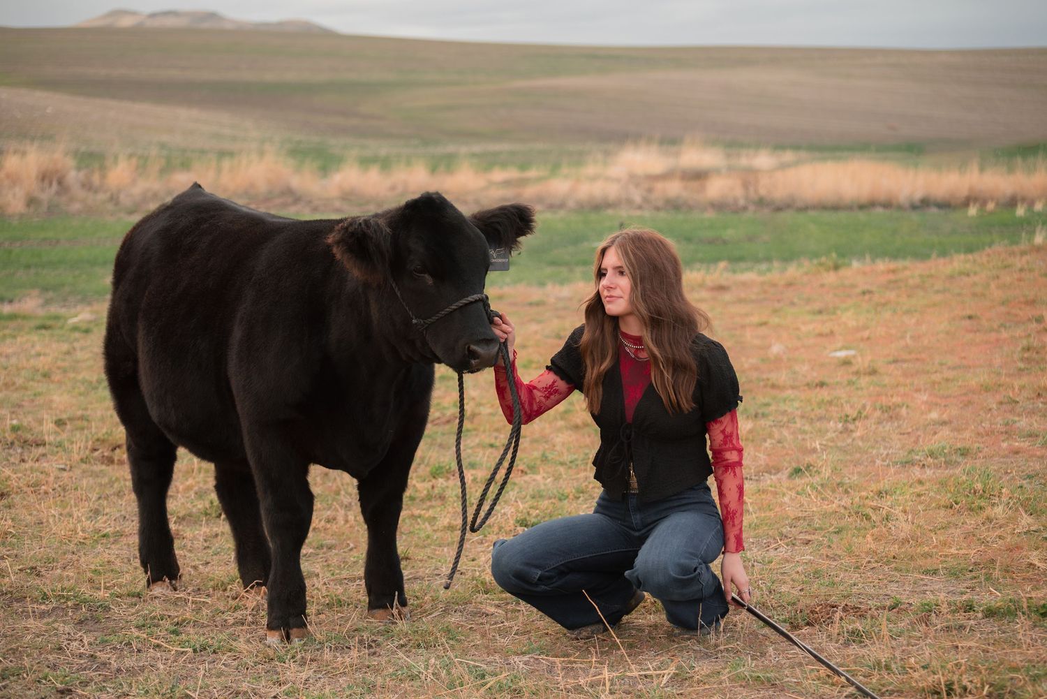 girl with show steer in livestock photos in Logan Utah