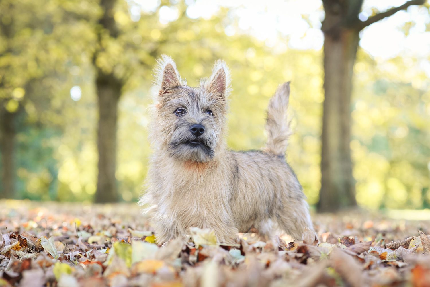 A Cairn Terrier stands alert among autumn leaves in a park, with golden trees in the soft-focus background.