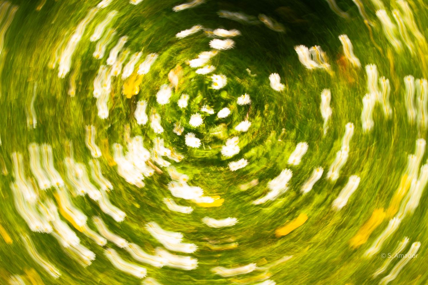 Abstract circular motion blur of green grass and white wildflowers creating a vivid spiral effect.