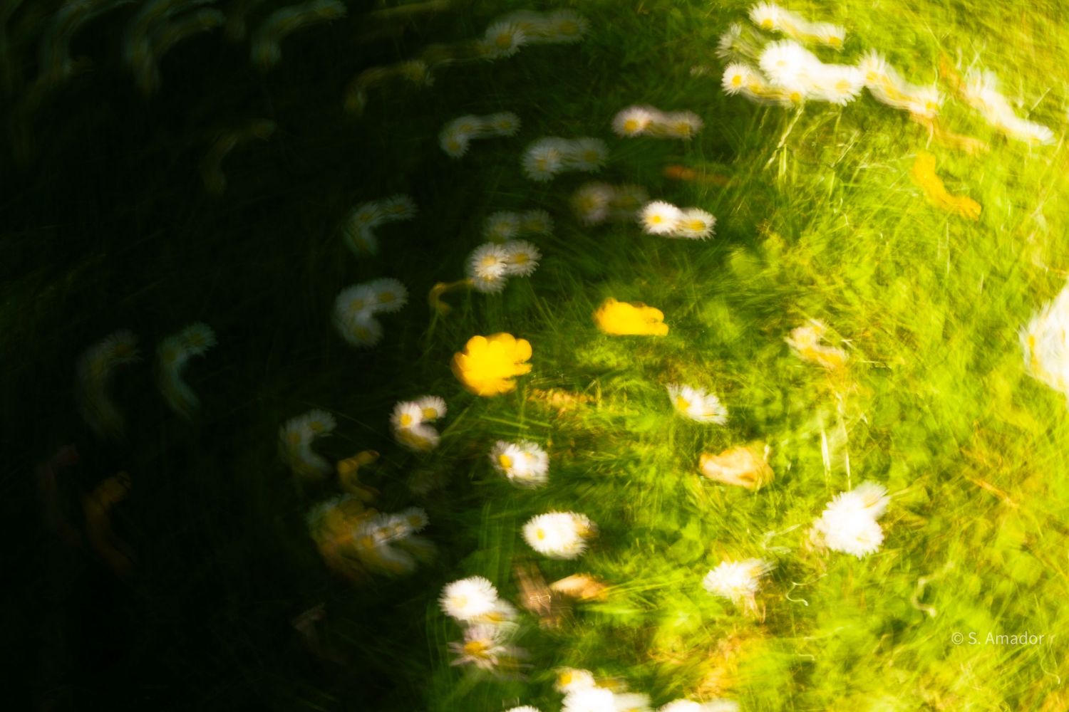 Abstract blurred photo of green grass and white wildflowers with a swirling motion effect.