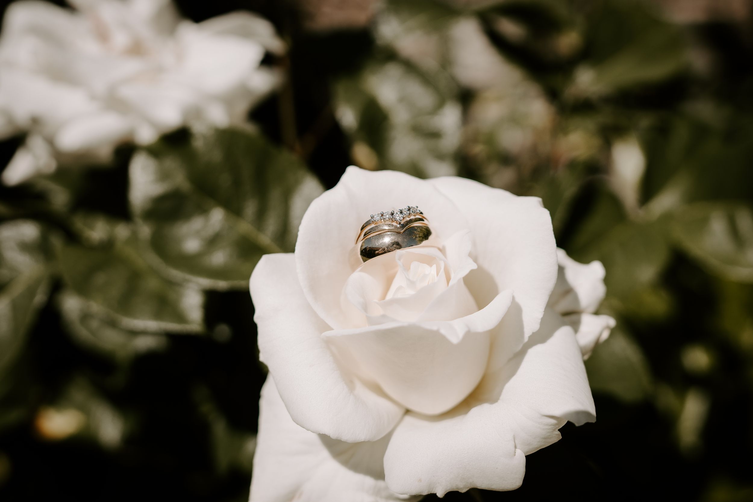 Two wedding rings rest elegantly inside a white rose bloom, surrounded by green leaves in a romantic close-up shot.