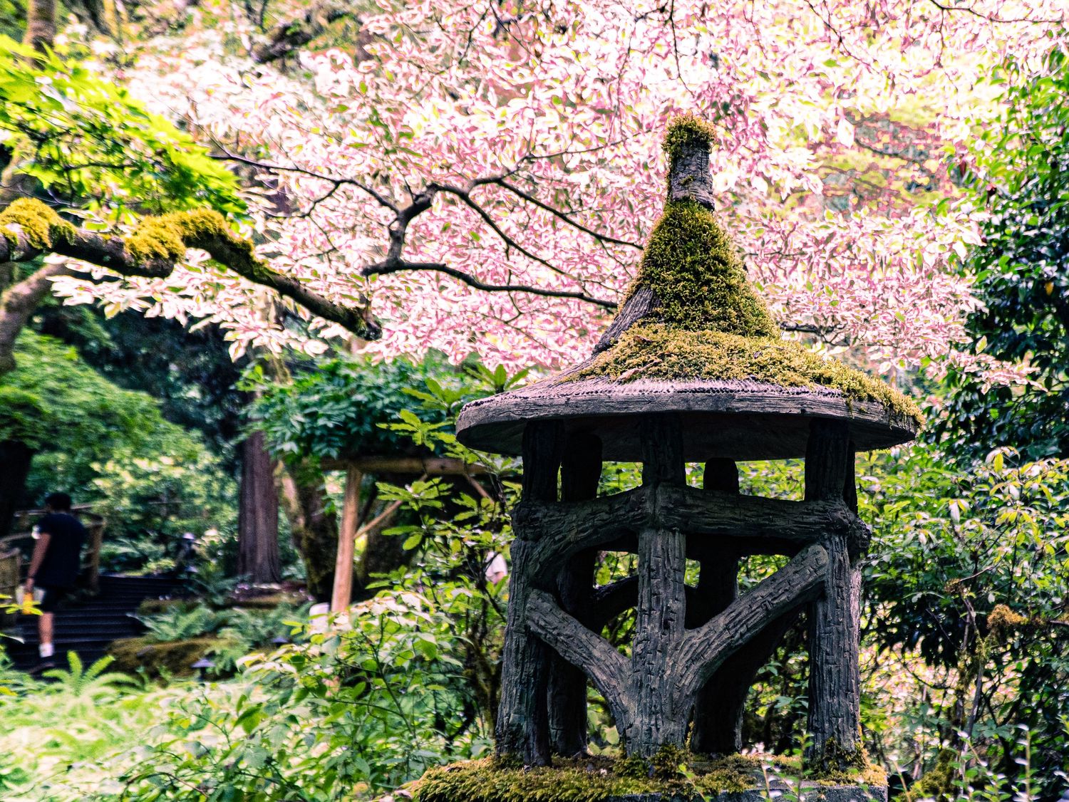 Traditional Japanese stone lantern under blooming pink cherry blossoms in garden.