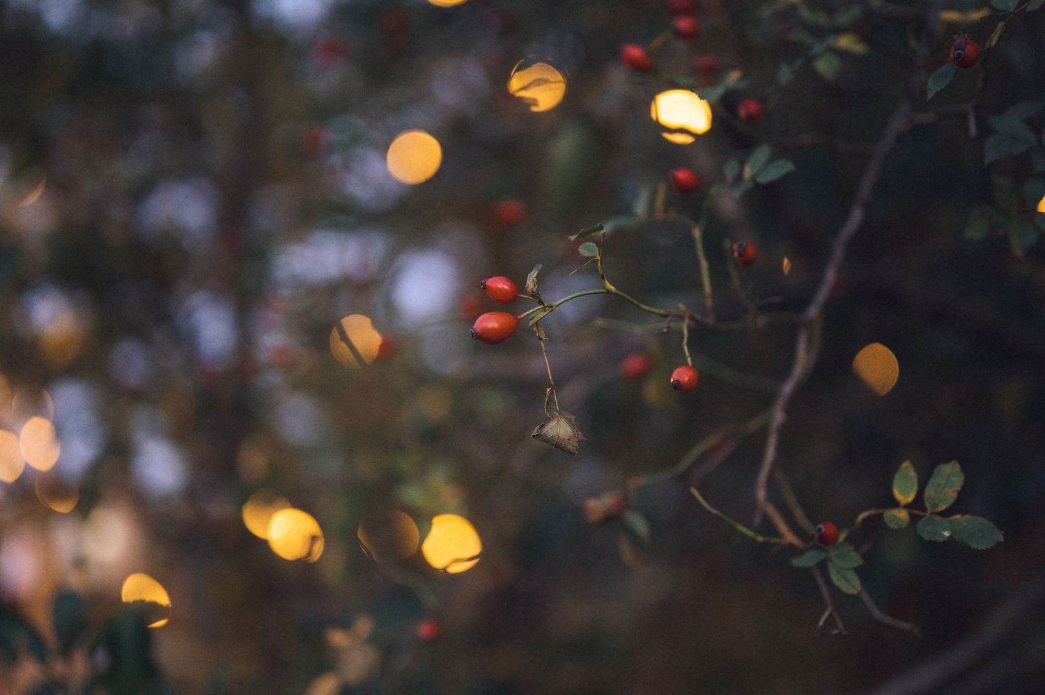 Bokeh lights create a dreamy background with dark tree branches silhouetted against glowing orange and yellow circles.