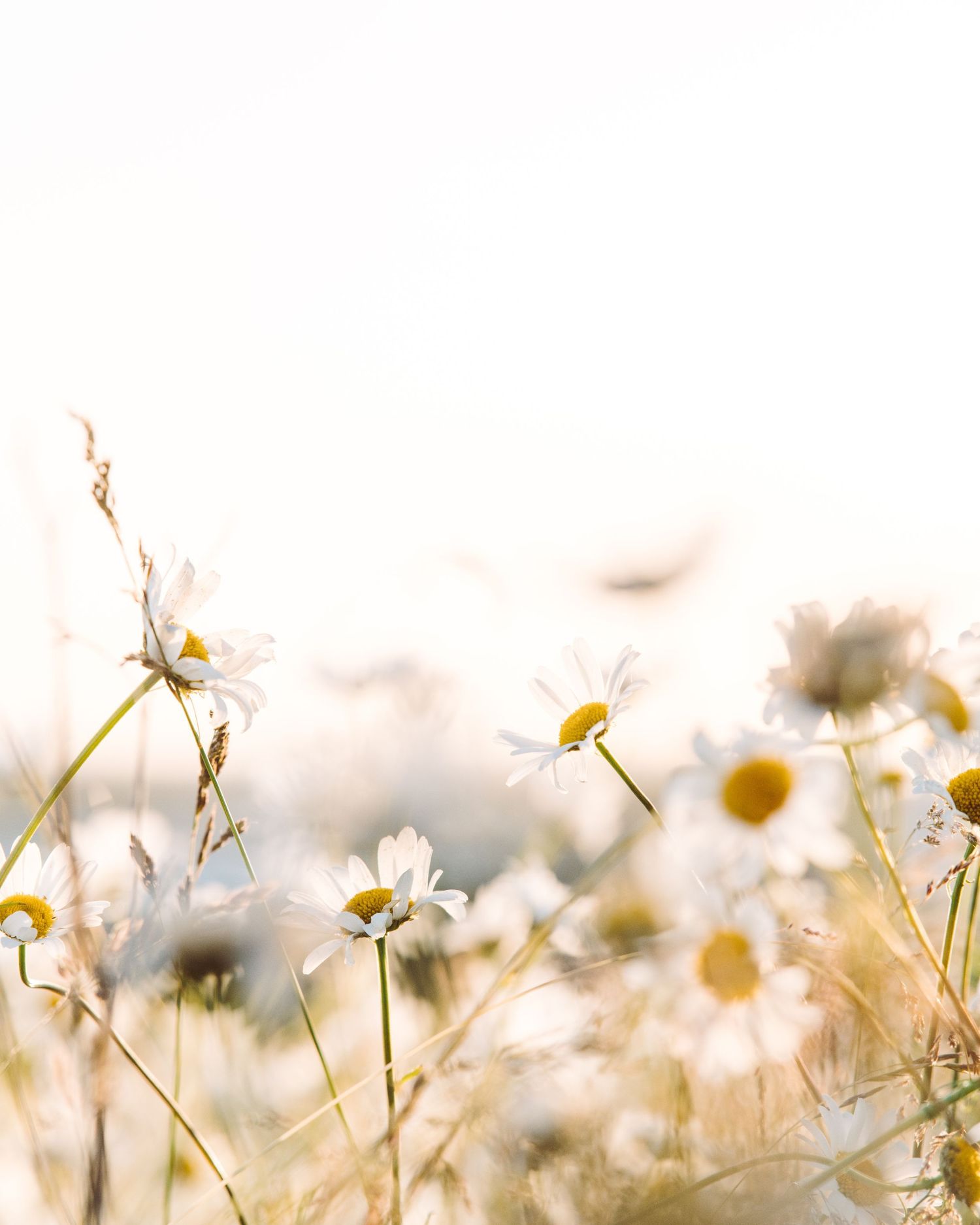 Field of delicate white daisies with yellow centers blooming in soft morning light against a blurred background.