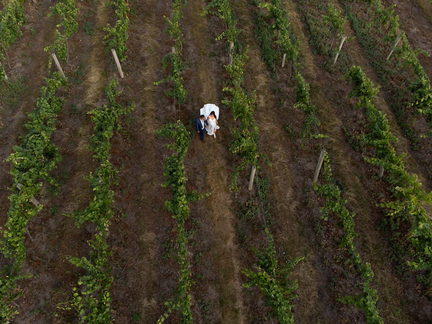 Rows of grapevines growing on a hillside vineyard with dark soil visible between the green foliage.