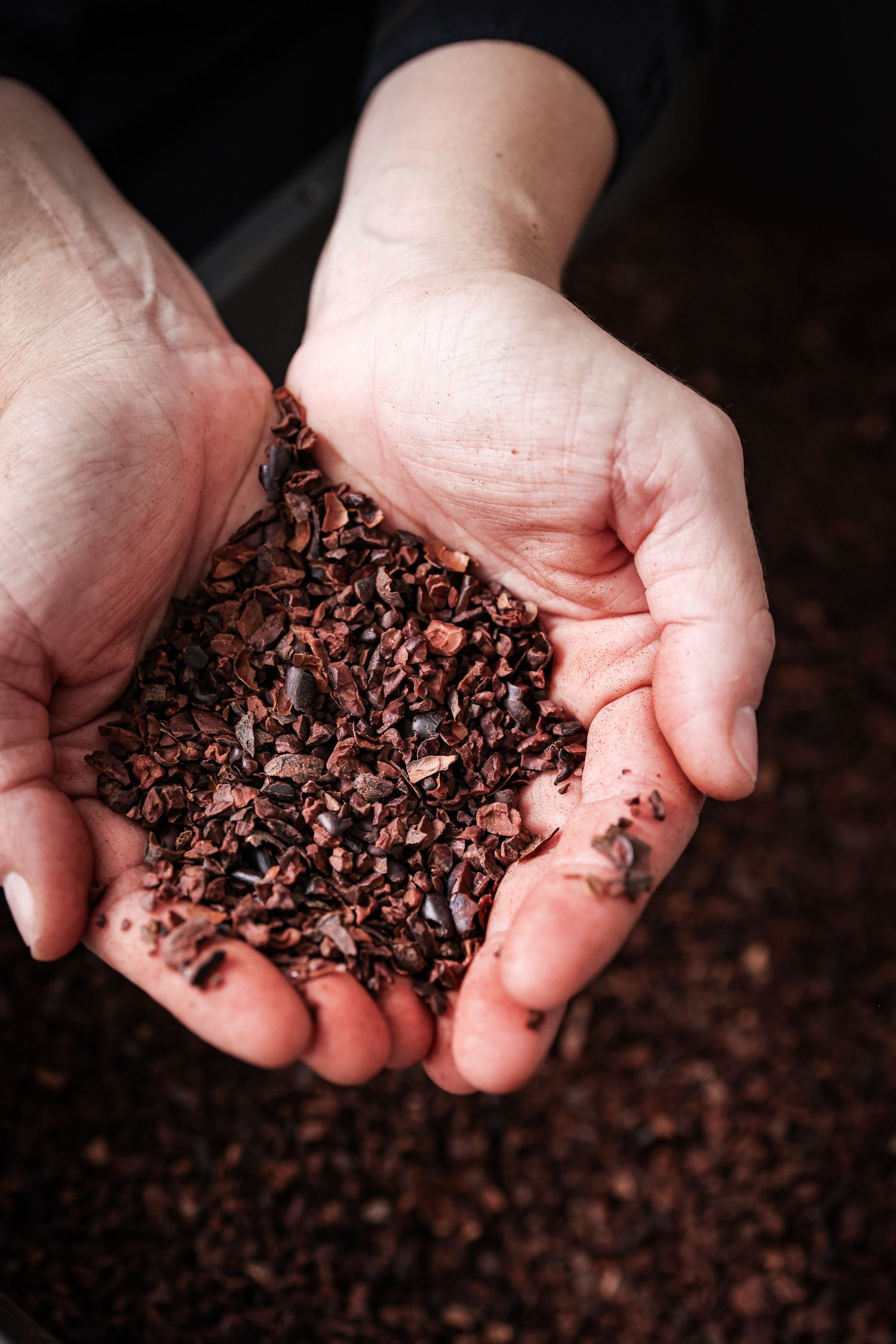 Détails de la fève de cacao mono-origine Del Oro en Équateur