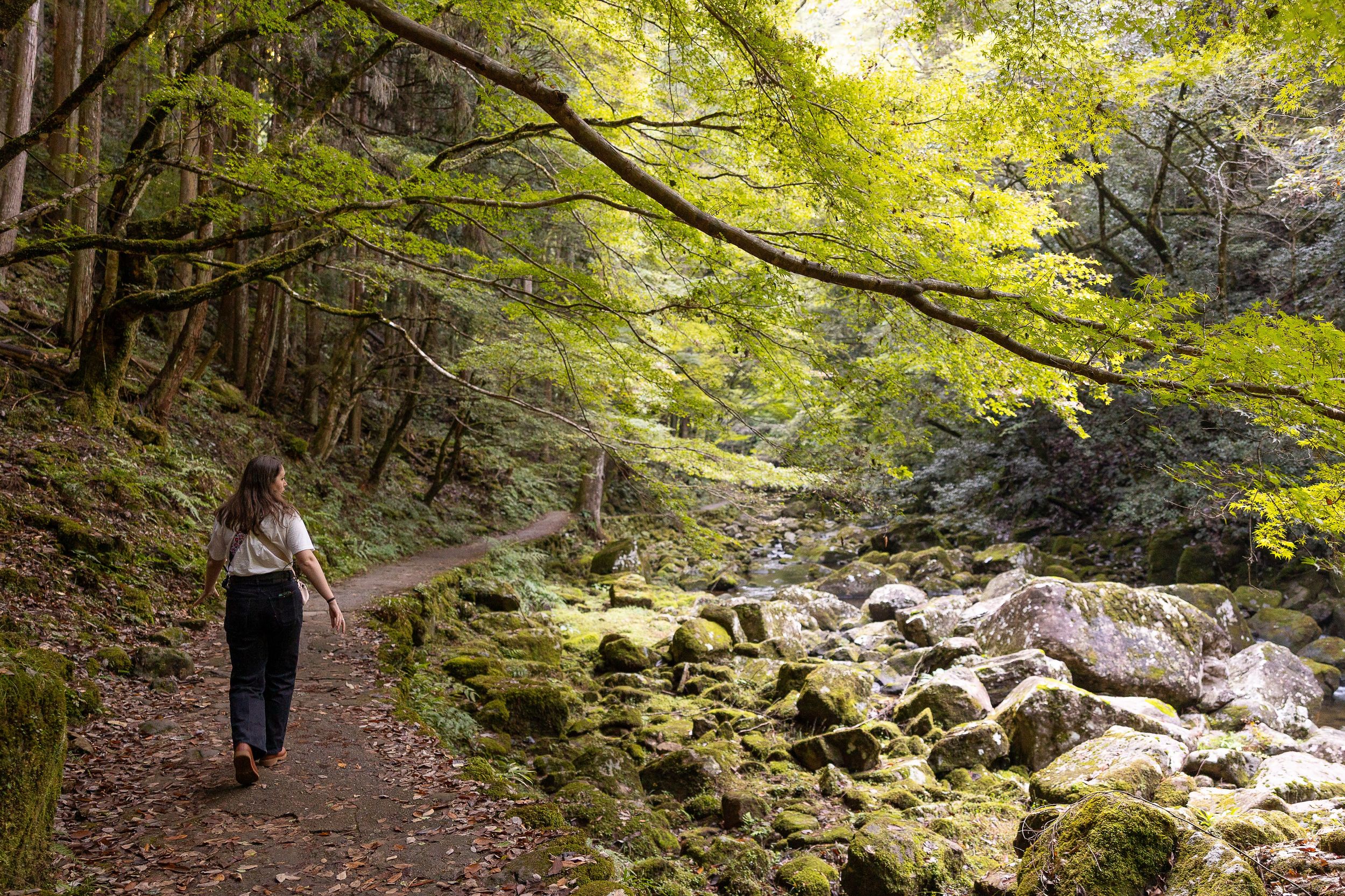 A scenic hiking trail through a lush forest with sunlight filtering through yellow autumn leaves and a rocky stream.