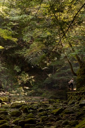 Mossy rocks and fallen leaves create a serene forest scene with dappled sunlight filtering through dense tree canopy.