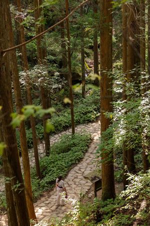 A winding stone pathway meanders through a dense forest of tall evergreen trees.