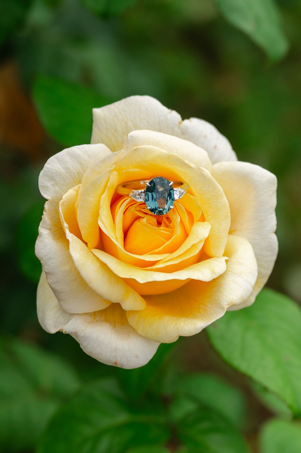 A metallic blue bee collects pollen from the center of a creamy yellow rose bloom in a garden.