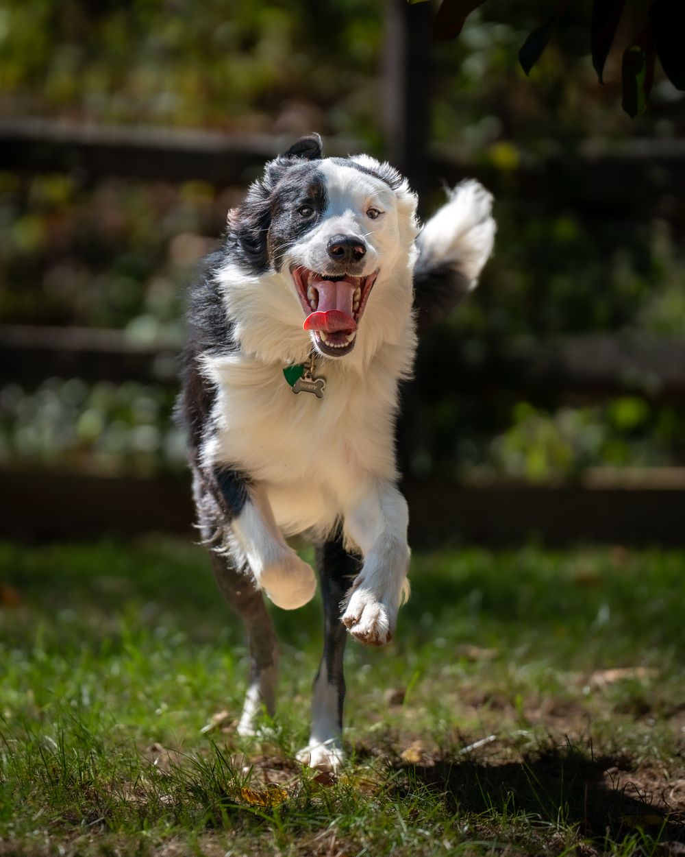 Border Collie portrait