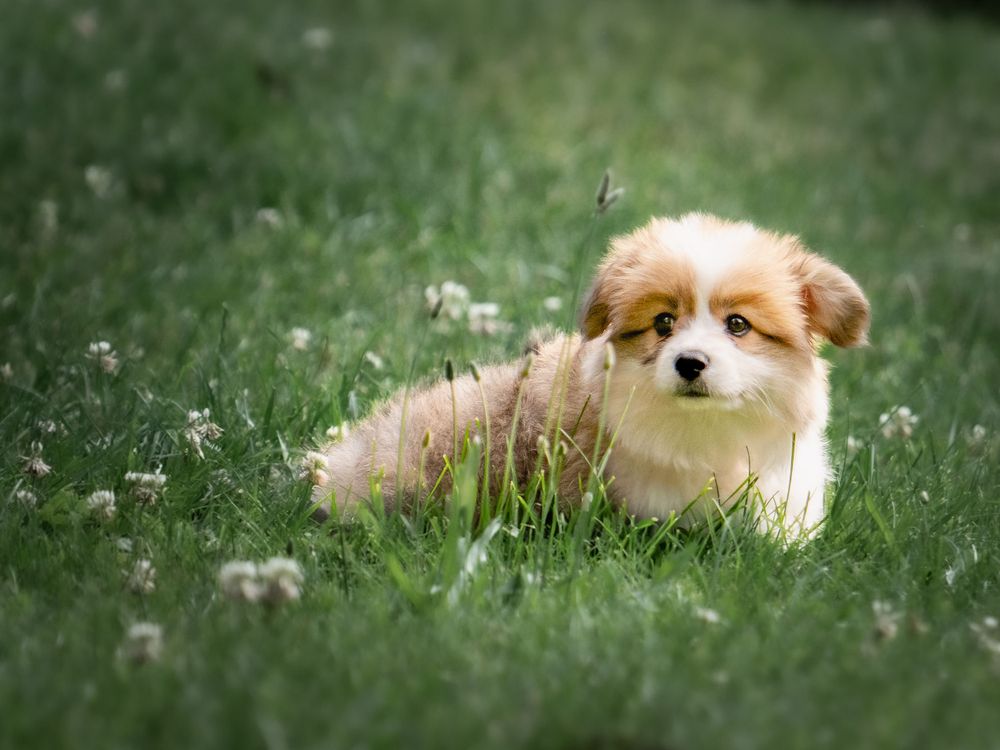 Corgi puppy