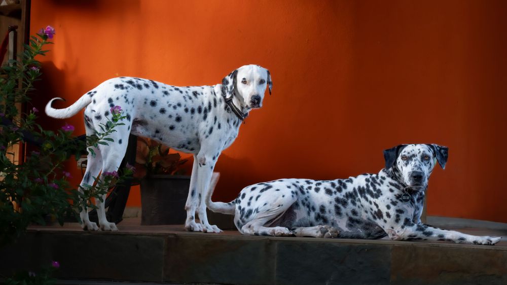 Dalmatians on an orange wall