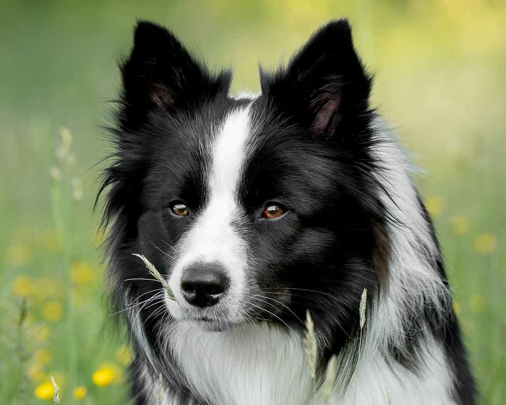 Border collie portrait