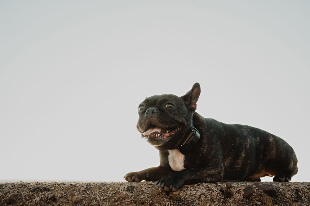 Their family pet, part of the cherished family memories in Mazatlán