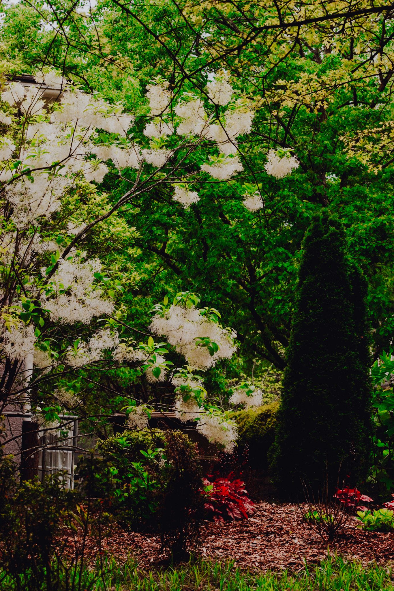 White cherry blossoms blooming against green foliage in a spring garden.
