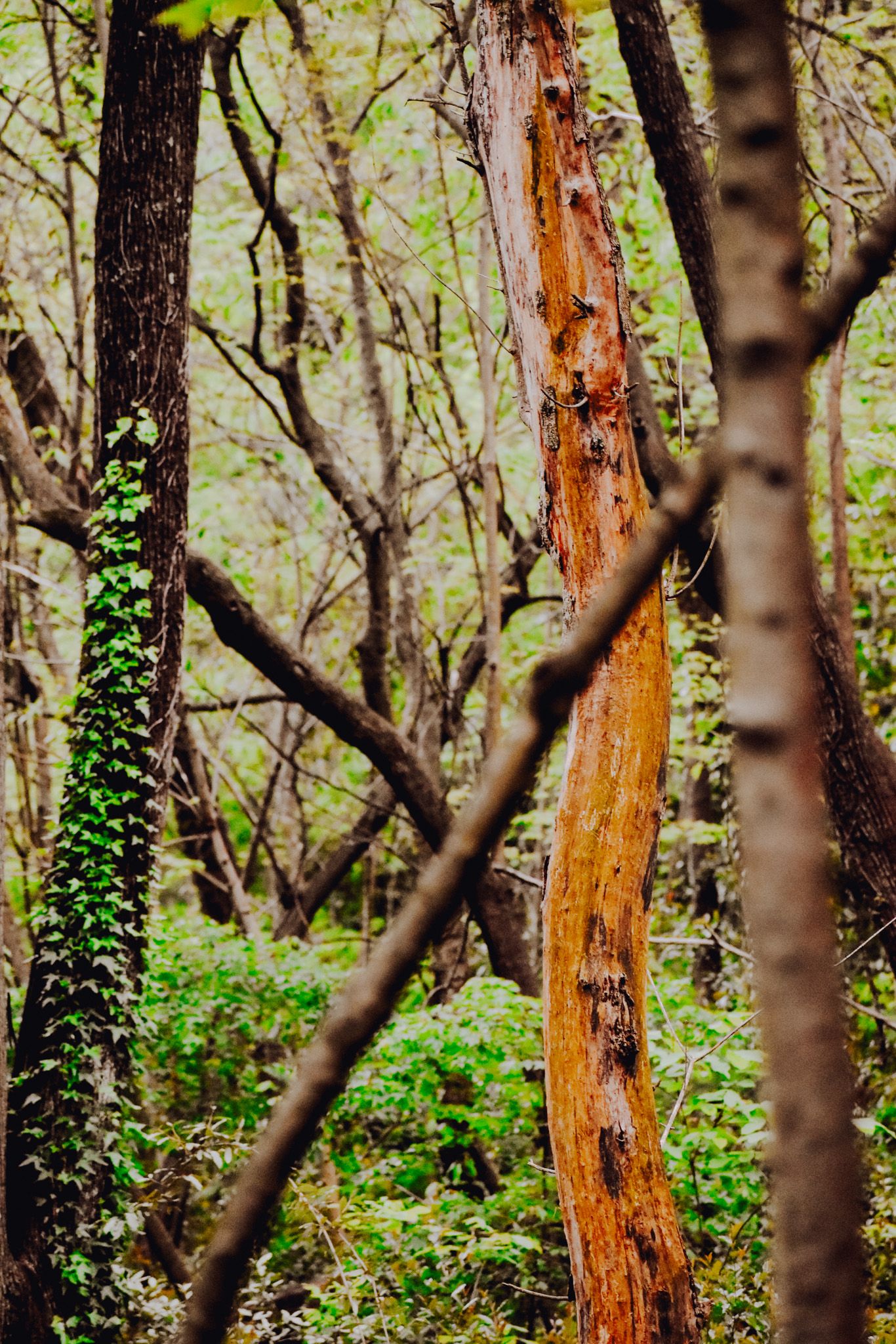 Tree trunk covered in ivy and moss in a dense forest setting.