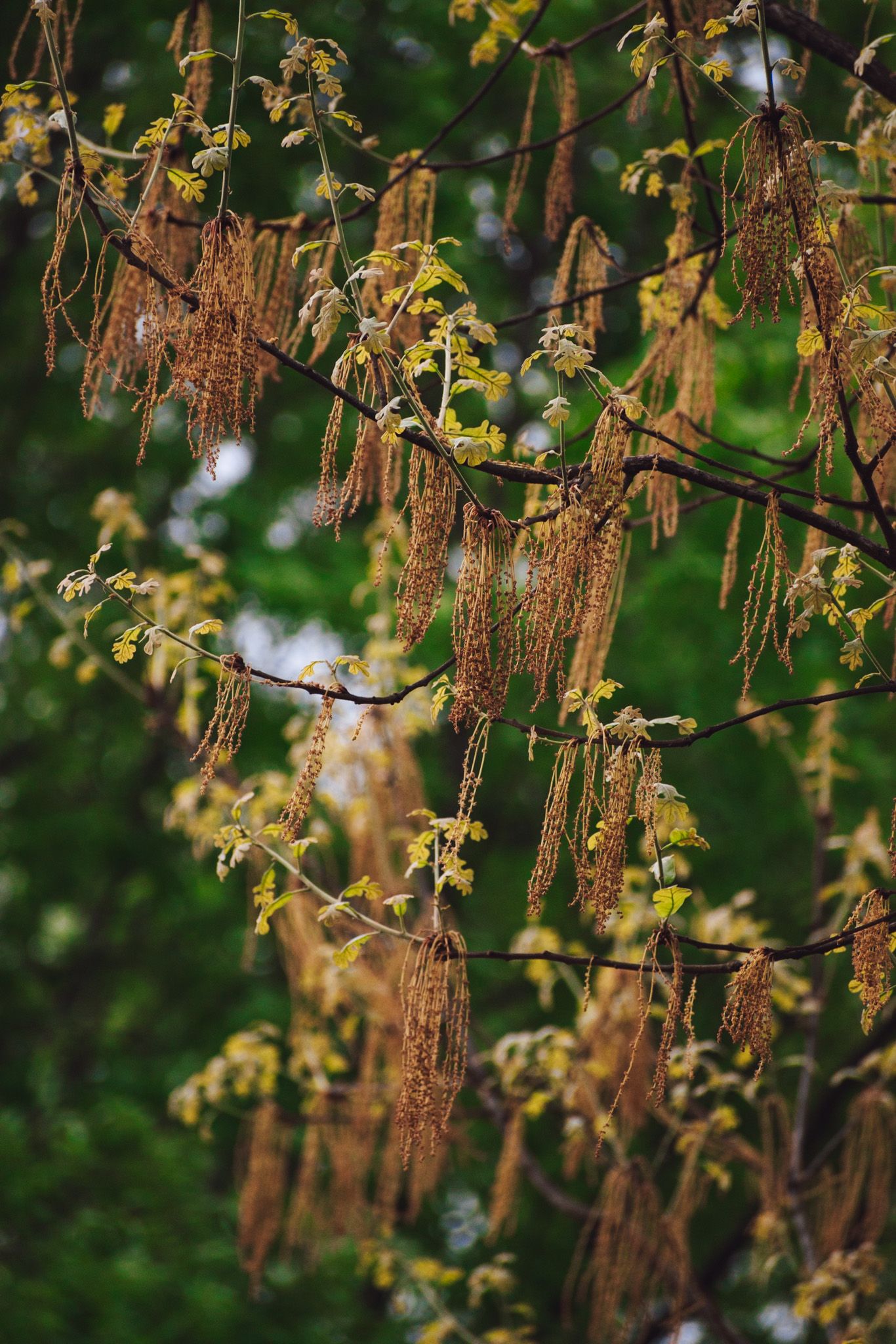 Brown seed pods hanging from tree branches with green foliage in background.