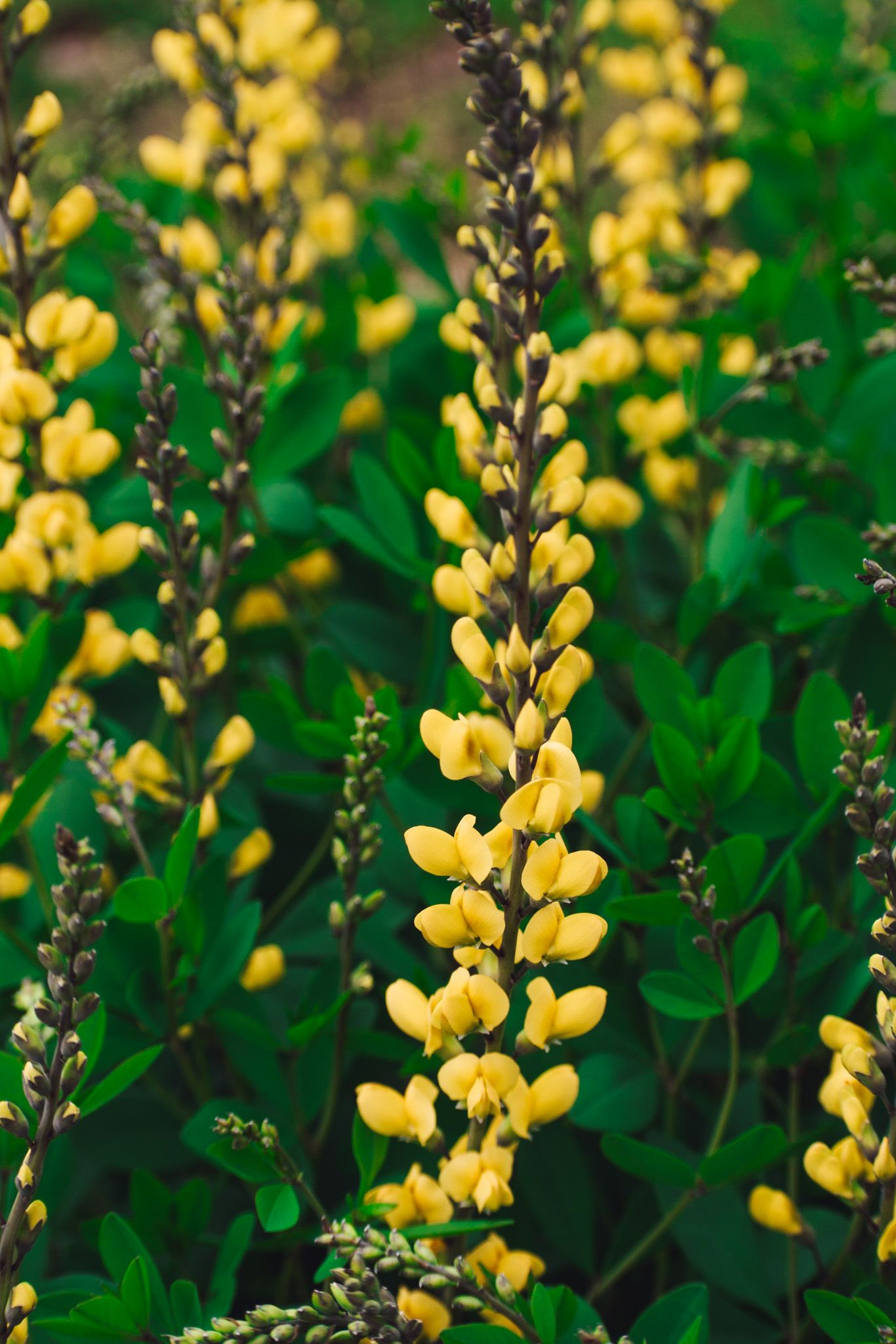 Yellow lupine flowers blooming in vibrant vertical spikes against green foliage.