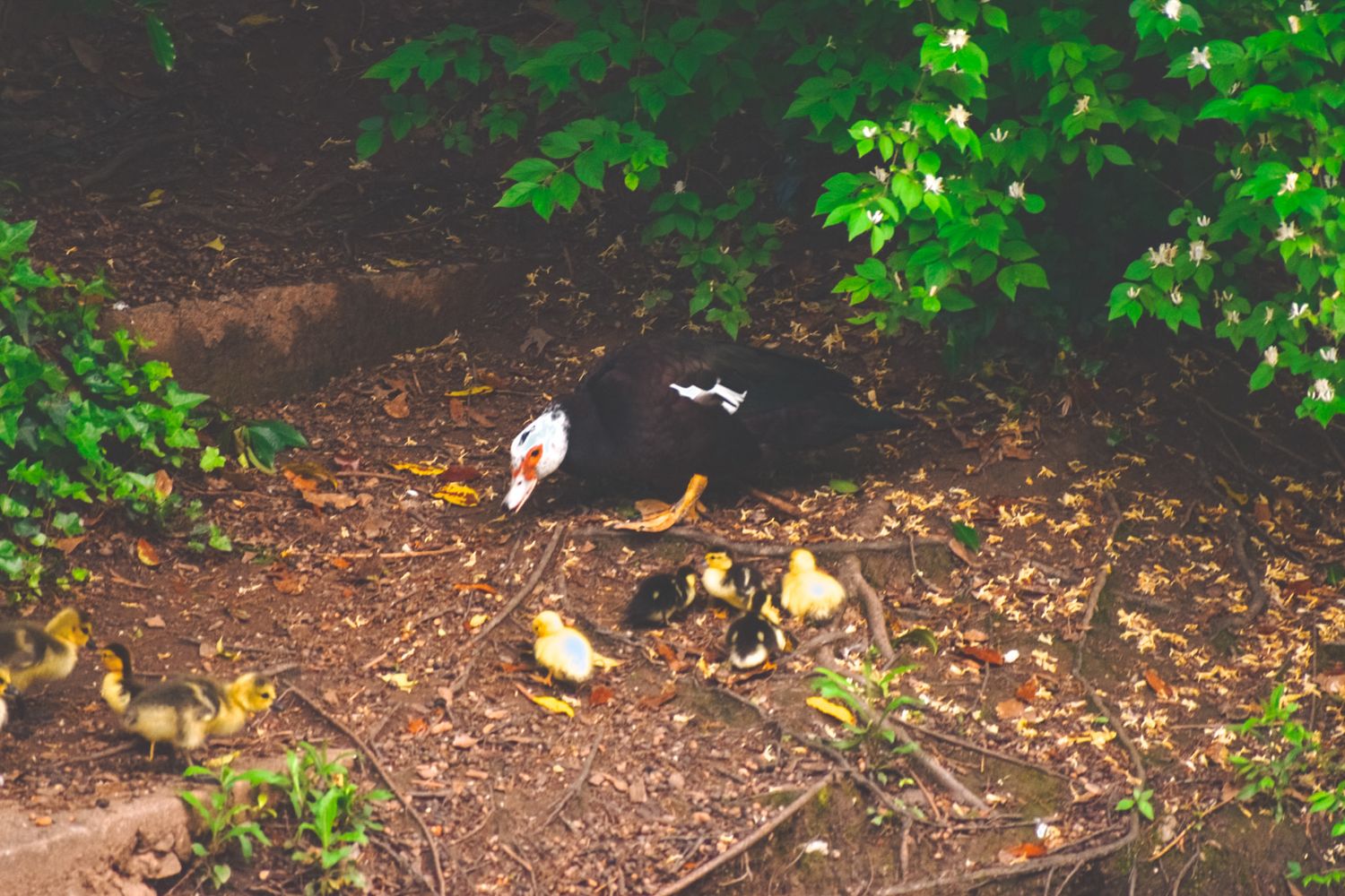 Duck with ducklings foraging on forest ground covered with fallen leaves.
