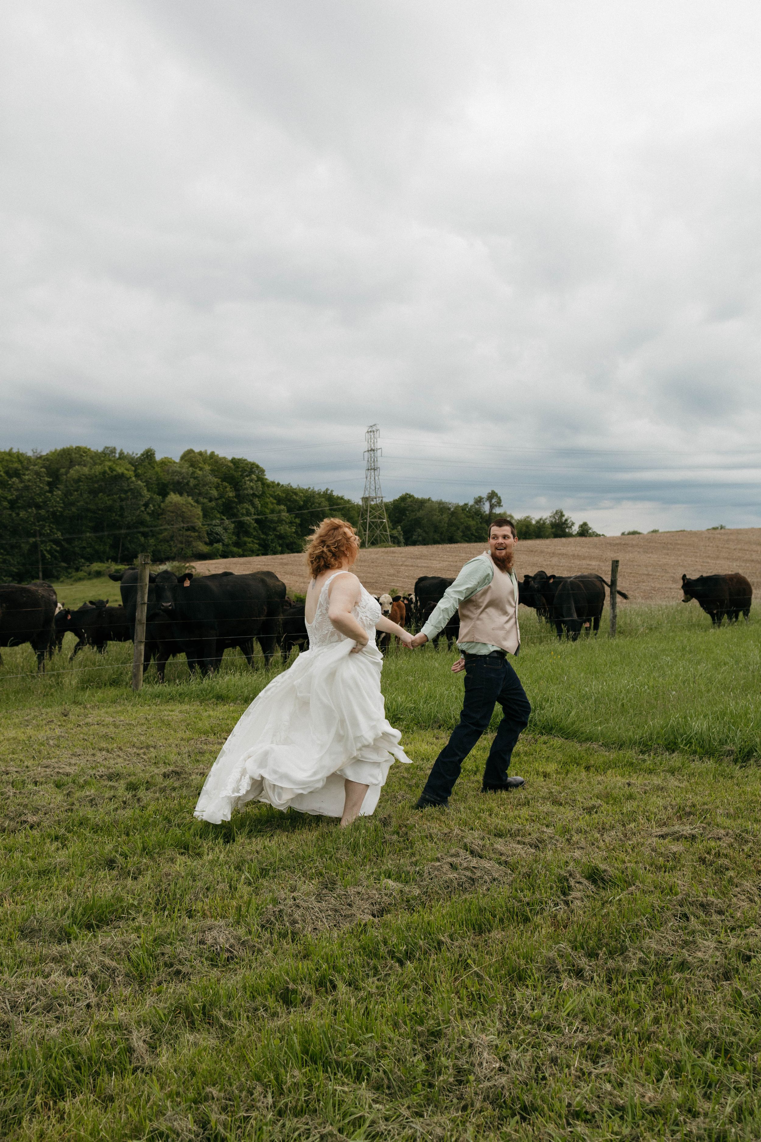 A bride and groom hold hands running through a green field with black cattle grazing behind them on a cloudy day.