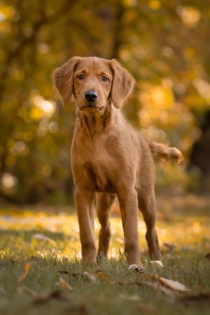 Young golden retriever puppy posing in autumn setting with golden bokeh background.