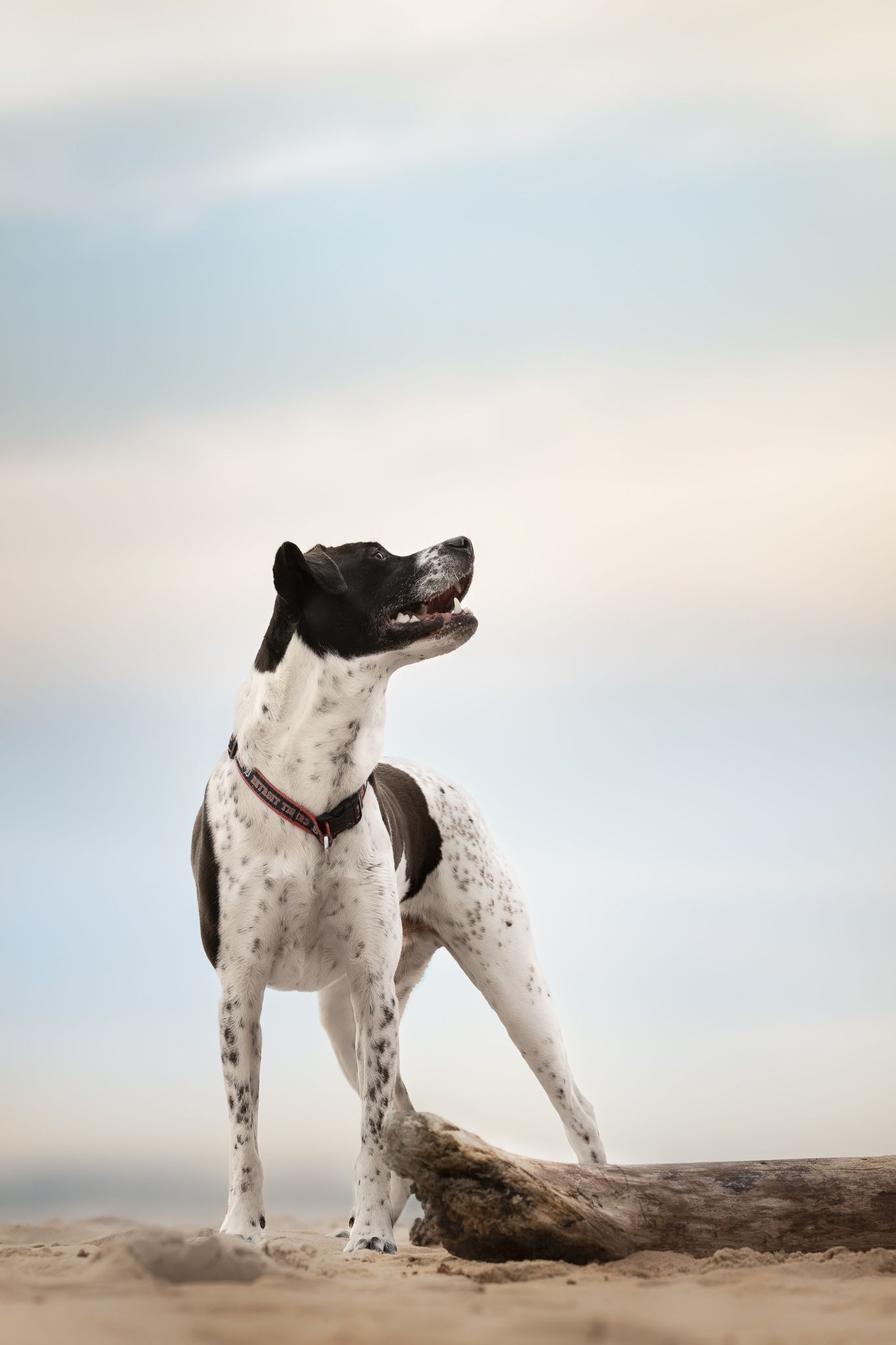 Black and white spotted dog standing proudly on a log against a pale sky background.