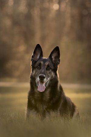 Black Belgian Shepherd dog gazes intently with alert ears in soft golden outdoor lighting.