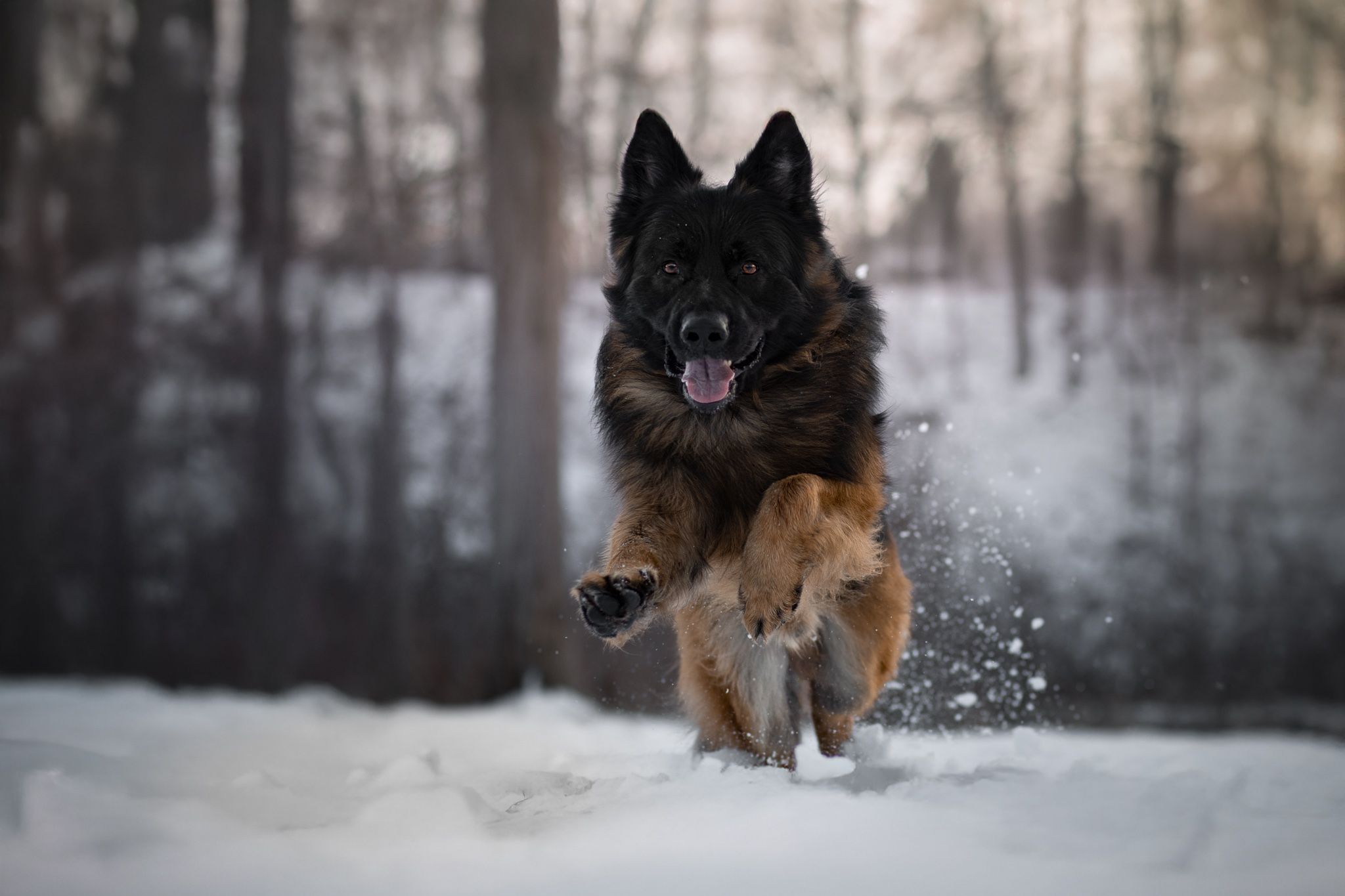 Black German Shepherd running through snow creating dramatic powder spray.