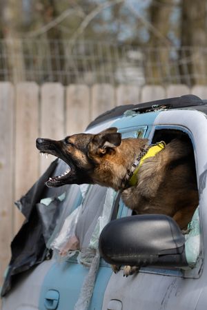German Shepherd dog sticks head out of car window with mouth open wide in excitement during daytime drive.