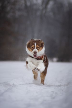 Australian shepherd running joyfully through deep winter snow.