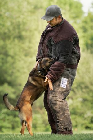 A working dog in training bites and grabs the protective sleeve worn by a trainer during practice.