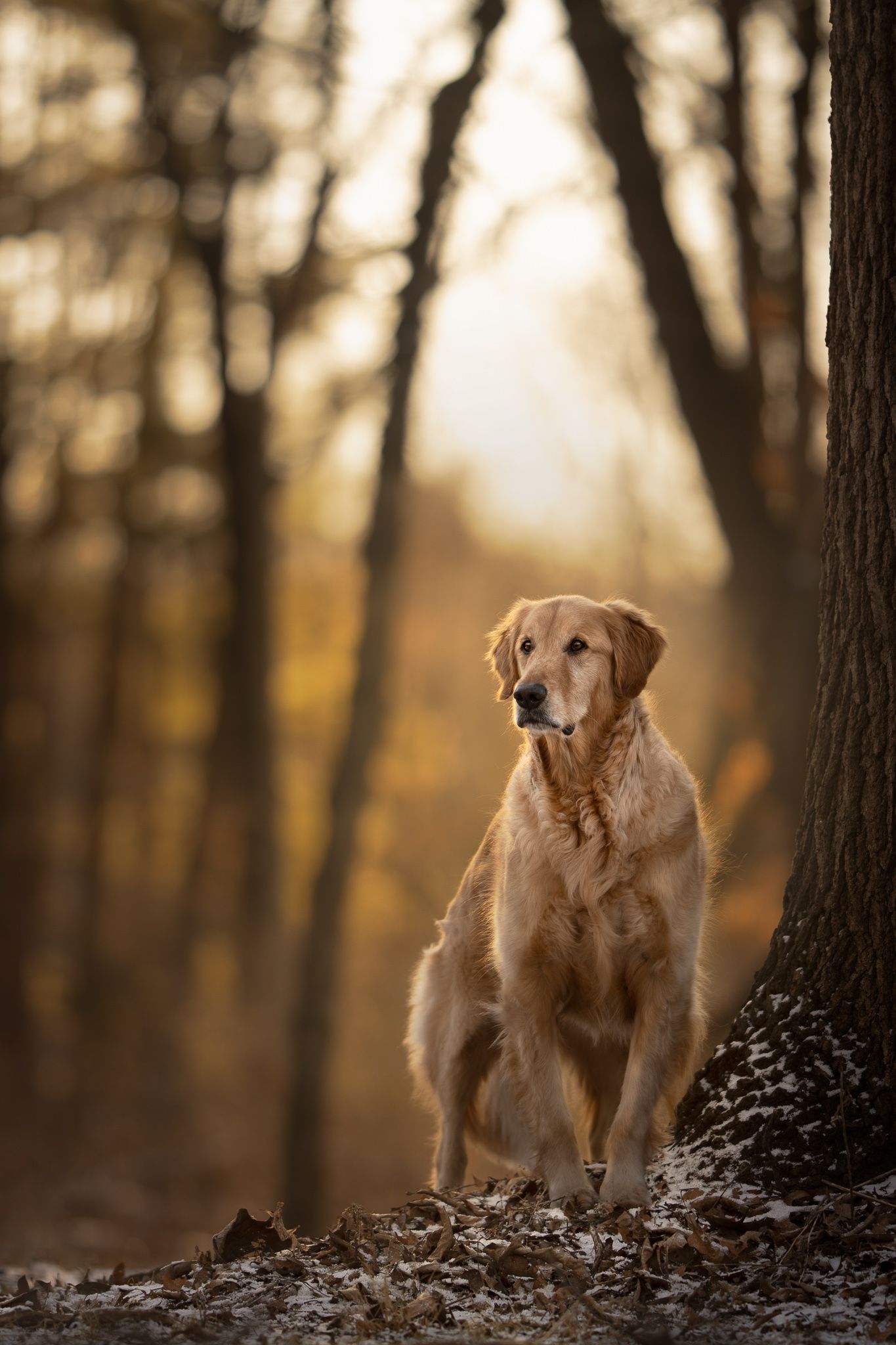 A Golden Retriever stands majestically on a forest hill during golden hour with trees in the background.