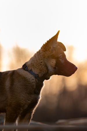 Silhouette of a Belgian Shepherd dog against a warm sunset background with soft bokeh effect.