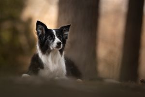 A black and white Border Collie with alert expression gazes through a blurred foreground.