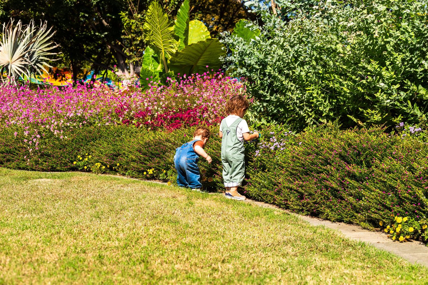 Two people stroll along a garden path surrounded by vibrant pink azalea bushes and lush greenery in springtime.