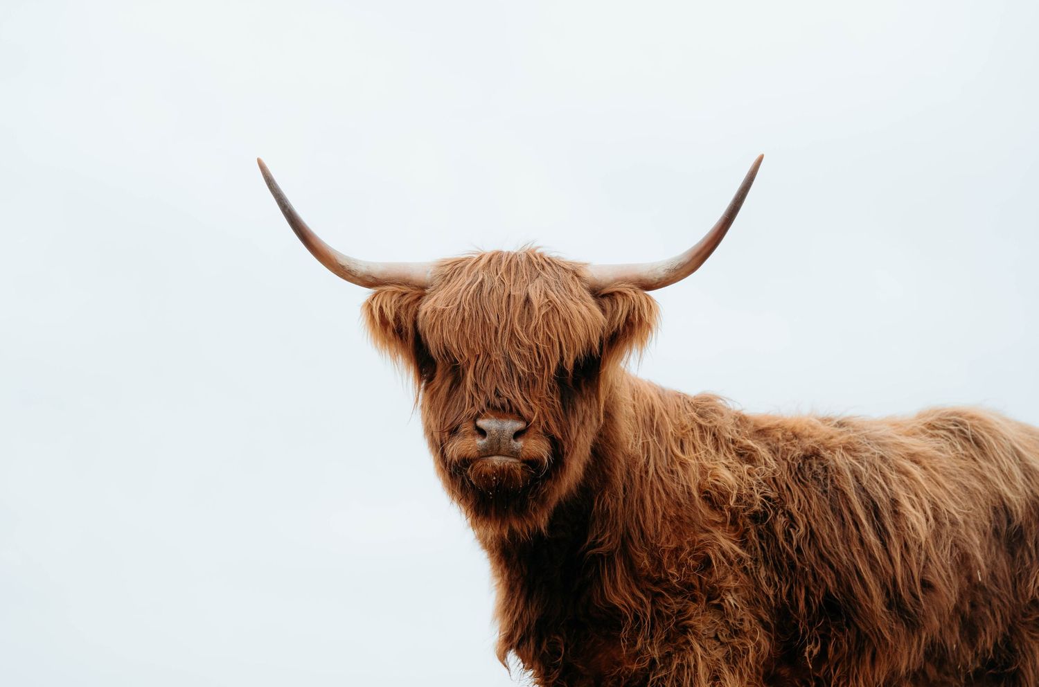 A close-up view of a black Angus cow's face with a white marking on its nose against a blurred natural background.