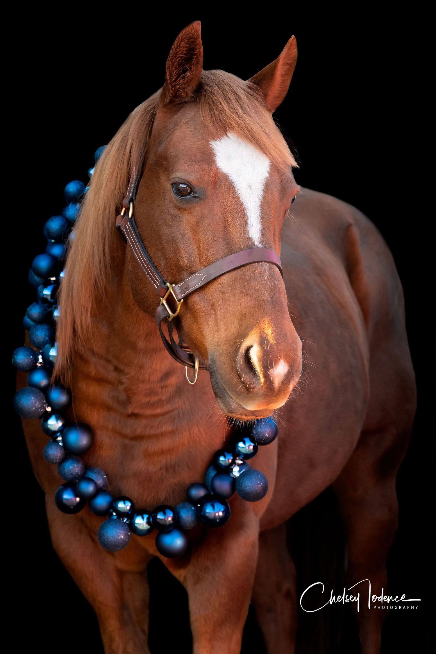 Horse standing just inside barn shadow for natural black background effect in Sonoma County equine photo shoot
