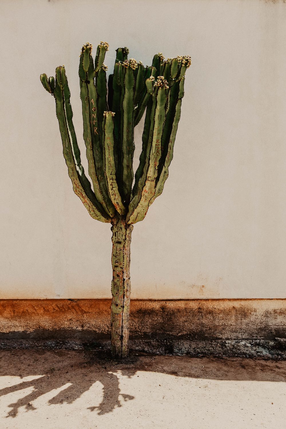 Reisfoto van een cactus voor in huis. Een print op hoge kwaliteit fine art papier en museum kwaliteit lijst voor aan de muur.