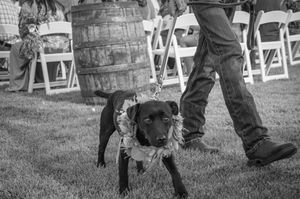 Black and white photo of wedding ceremony preparations with wooden barrels and white chairs.