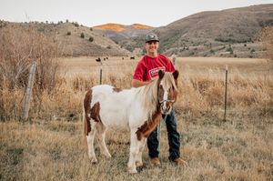 Horse and rider stand in a golden field with mountains in the background during sunset.
