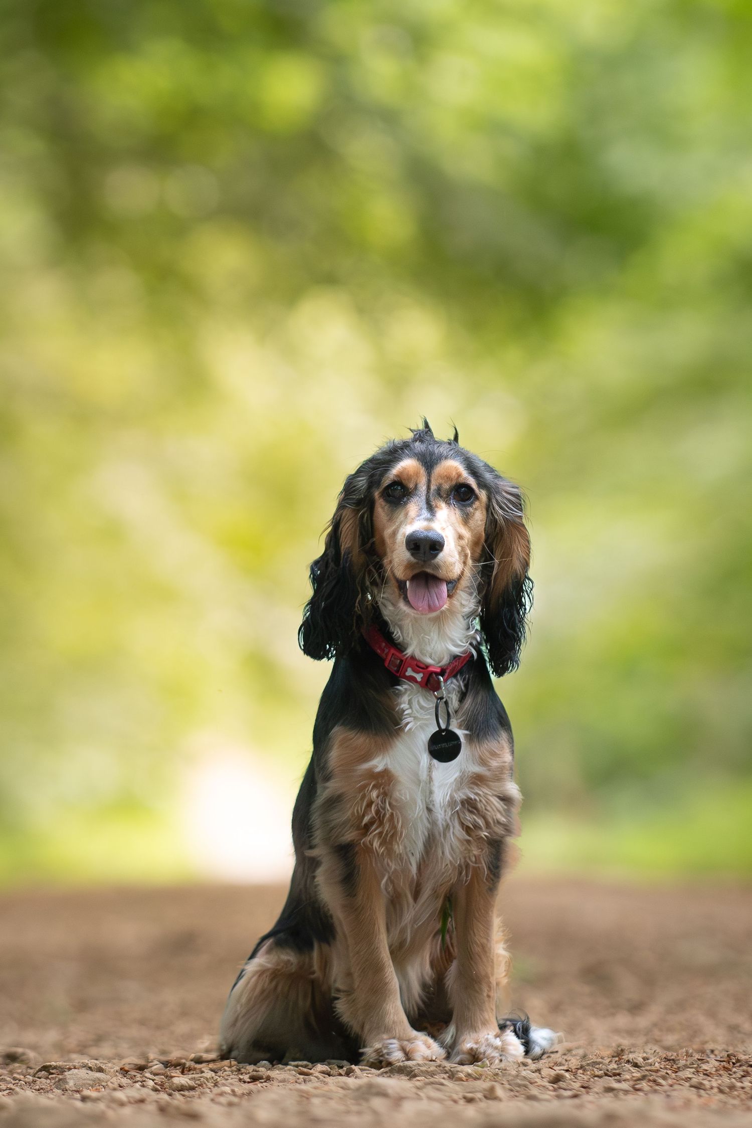 Happy Bernese Mountain dog lying on a dirt path with blurred green foliage in the background.