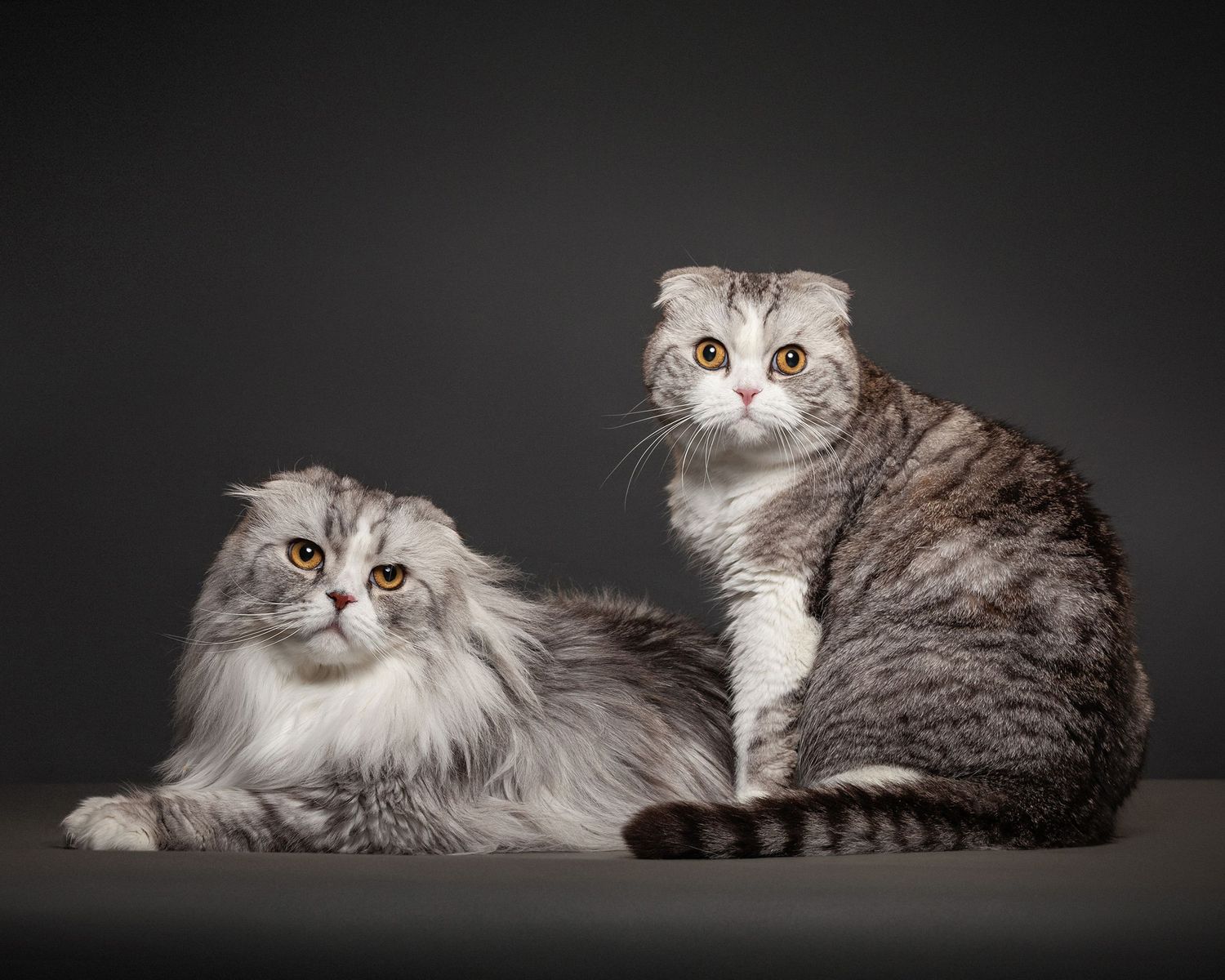 Scottish Fold cats with fluffy grey and white fur lounge together in an artistic studio portrait.