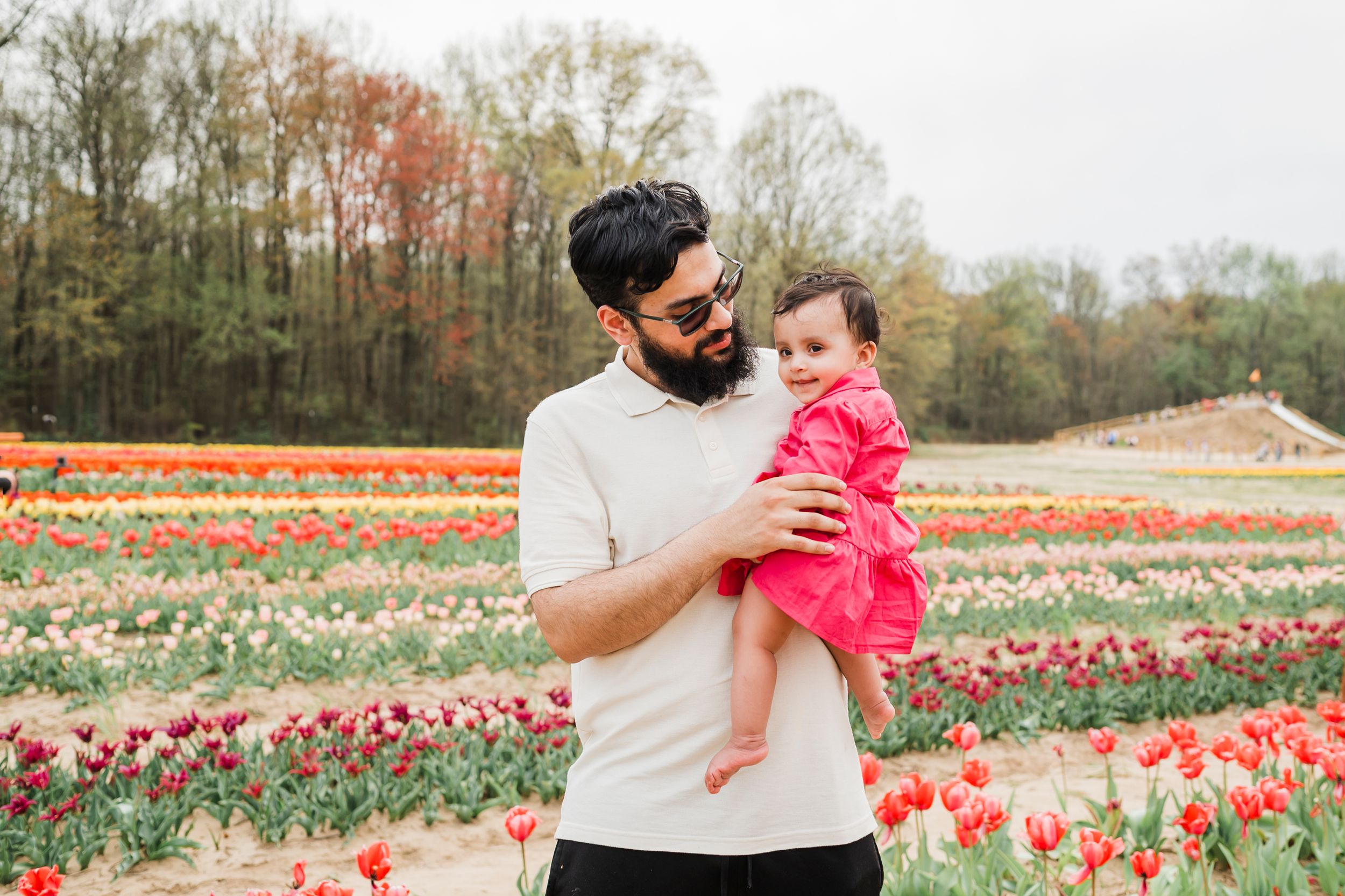 Beautiful field of red and pink tulips in bloom during spring with trees on the horizon under soft natural light.
