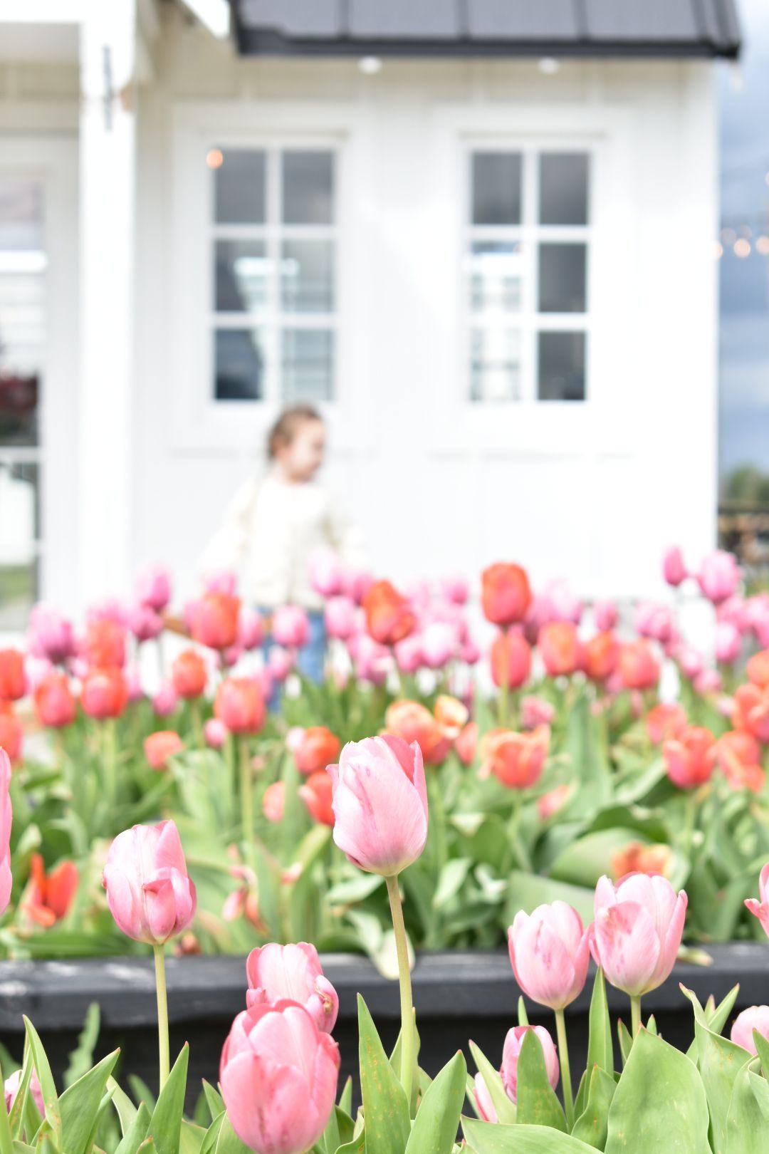 Pink tulips bloom in front of a white building with windows.