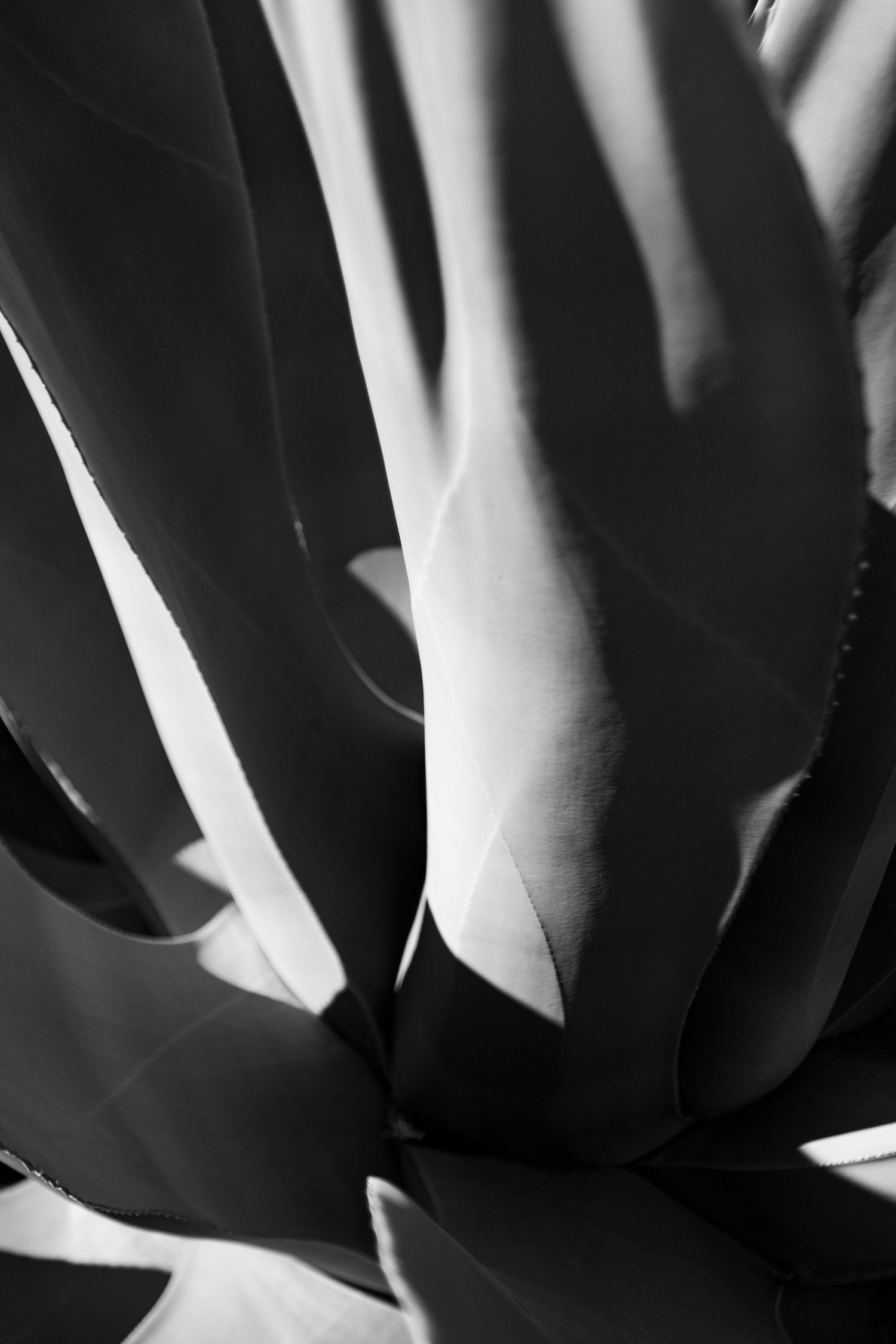 Abstract black and white image of succulent leaves creating dramatic shadows and curves.