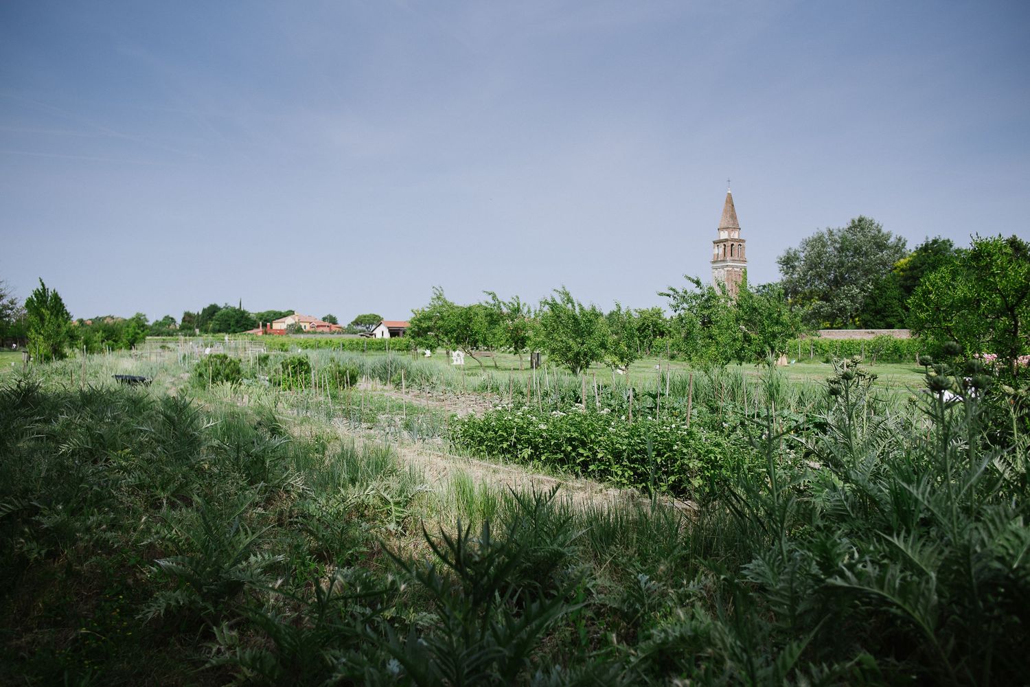 Tall church tower rises above wild green vegetation in a rural landscape.