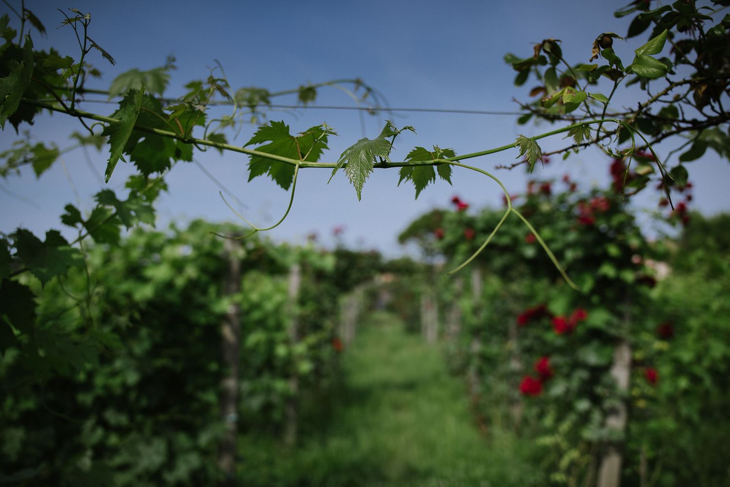 Grapevines with fresh green leaves stretch across wires in a sunny vineyard.