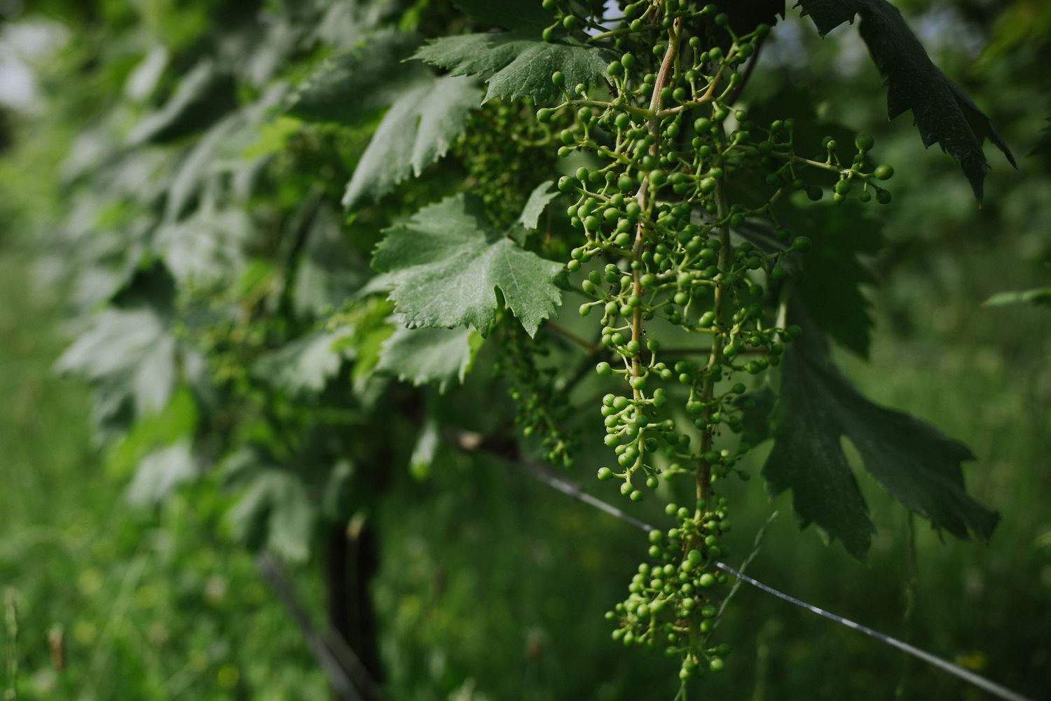 Close-up of unripe green grapes hanging from a vine with maple-like leaves.